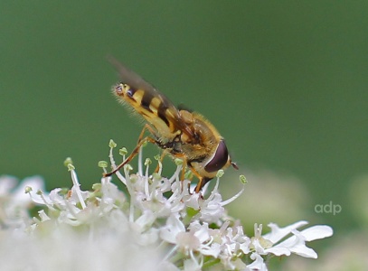 Syrphus vitripennis, male, Alan Prowse